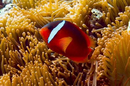 Fijian Anemonefish. Commonly mistaken as the Tomato Anemo... by Allan Vandeford 
