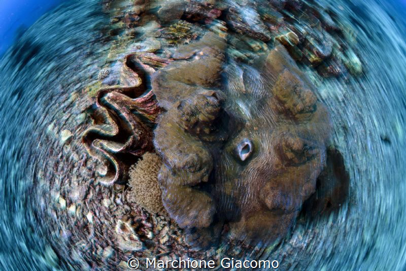 Giant clamps, slow motion
Bunaken . Indonesia.
Nikon D8... by Marchione Giacomo 