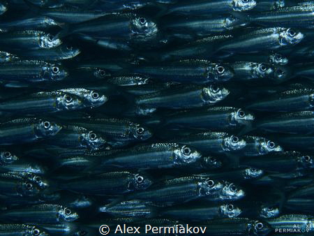 School of sardines in close up. by Alex Permiakov 