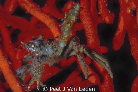Salute the spider crab by Peet J Van Eeden 