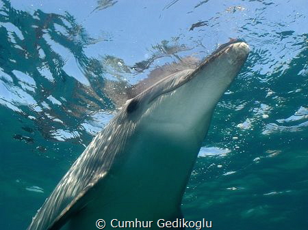 Bottlenose dolphin by Cumhur Gedikoglu 