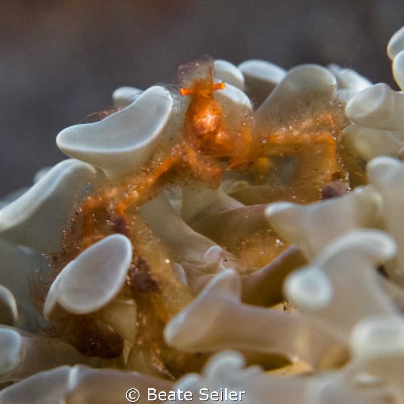 Orang utan crab on a bubble coral by Beate Seiler 