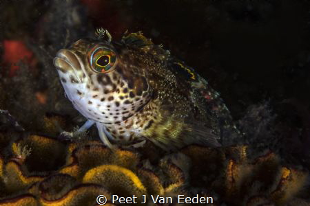 Klip fishes are colorful and always inquisitive by Peet J Van Eeden 