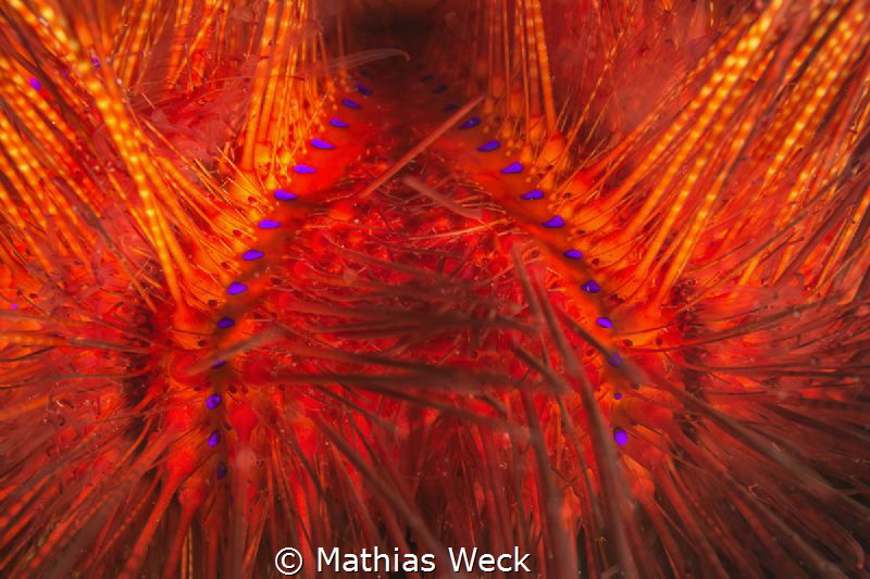 sea urchin by Mathias Weck 