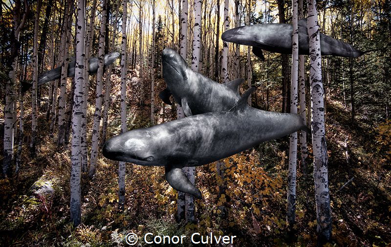 "False Hunters" part of my Underwater Surrealism body of ... by Conor Culver 