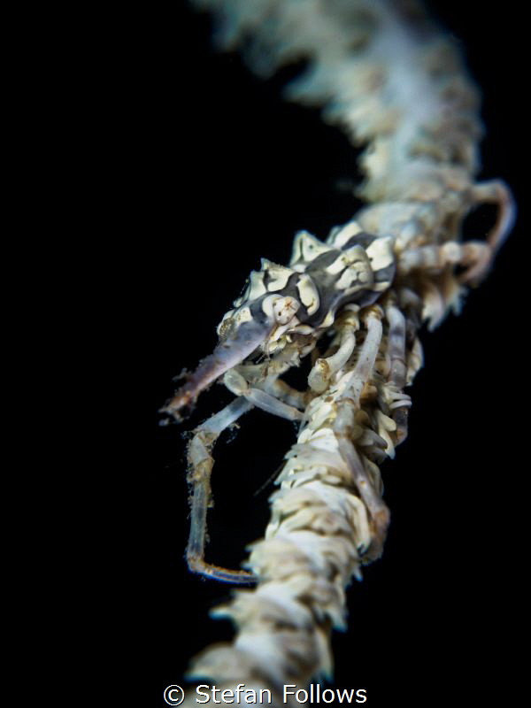 Life on the Wire

Xeno Crab - Xenocarcinus tuberculatus... by Stefan Follows 