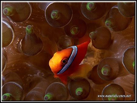Funky anemone for this male Bridled clown fish by Yves Antoniazzo 