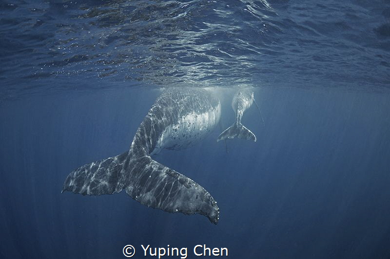 Big tail and small tail/ Humpback whale/Vava'u Tonga by Yuping Chen 