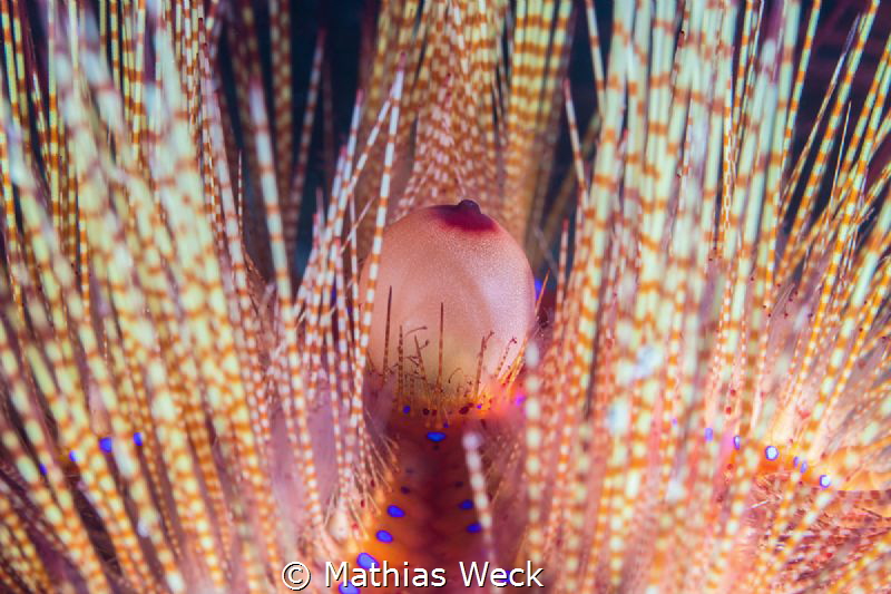 Sea urchin boob ;-) by Mathias Weck 