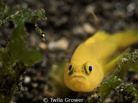 Yellow goby by Twila Grower 