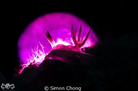 Title : Purple Moon
Location : Sibuan Island, Semporna, ... by Simon Chong 