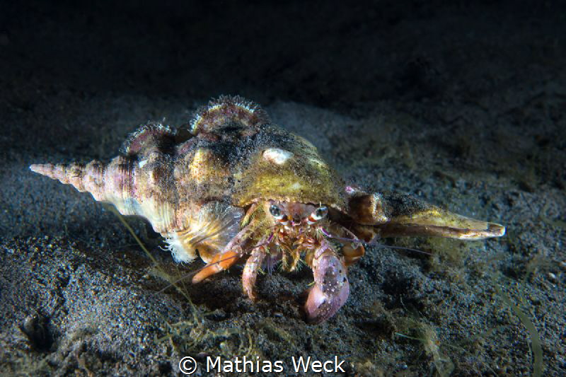 Hermit Crab by Mathias Weck 