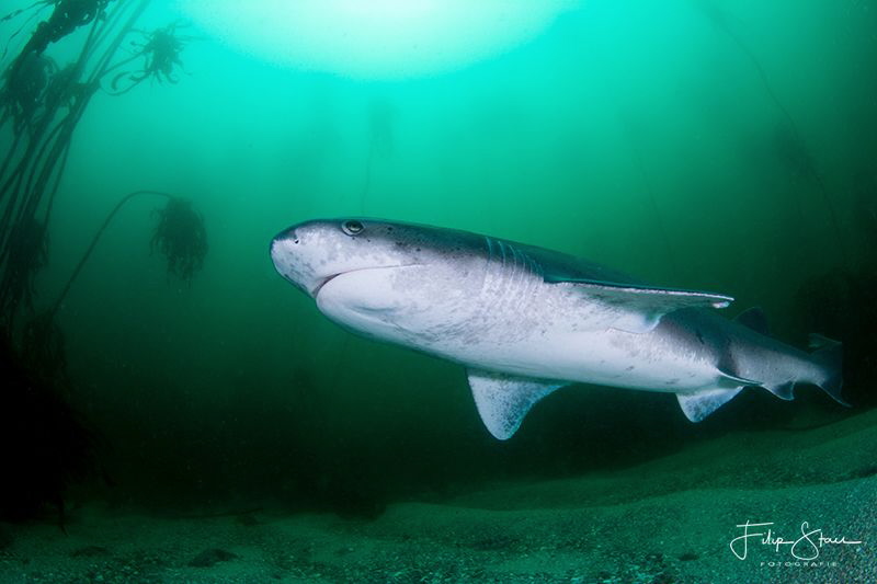 Broadnose sevengill shark, False bay, South Africa. by Filip Staes 