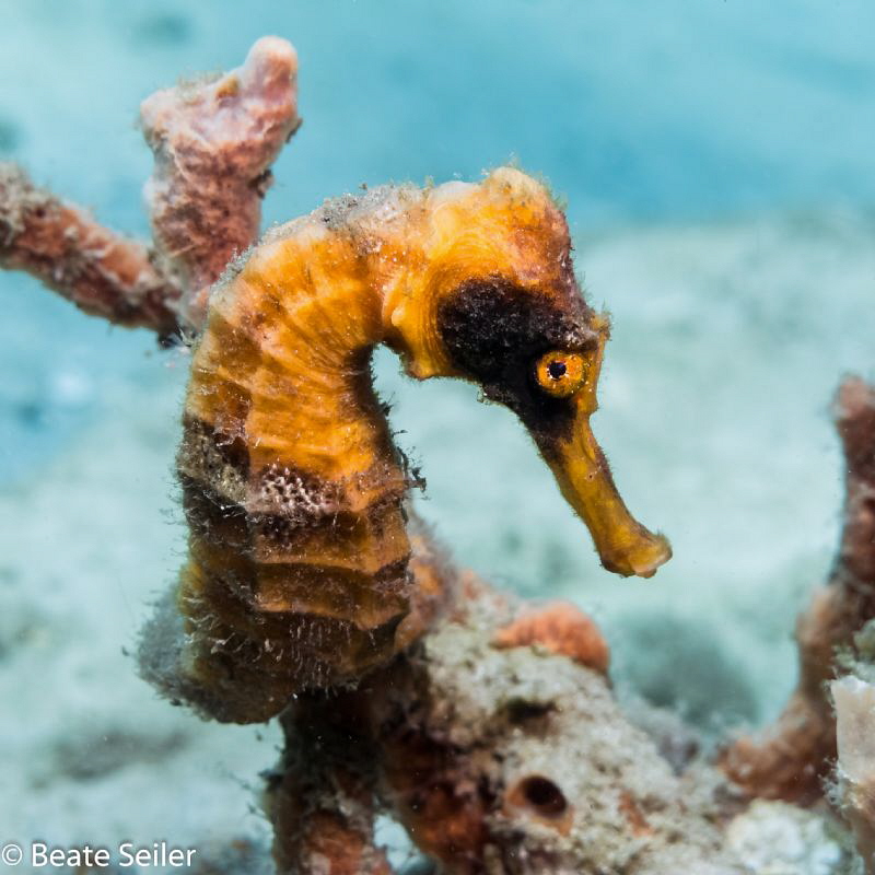 "Eyepatch" seahorse form BHB by Beate Seiler 