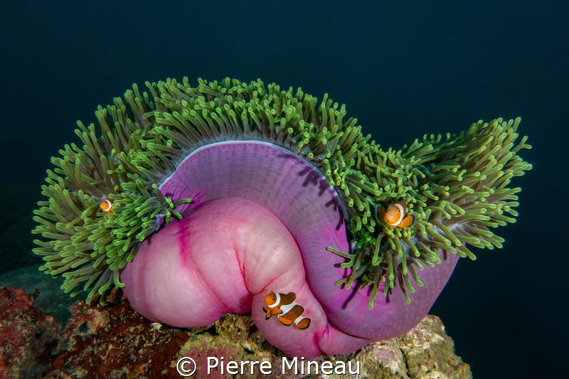False anemone clownfish on their nec plus ultra home. by Pierre Mineau 
