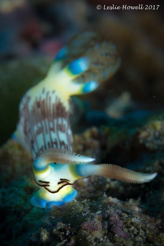 Nudibranch at Wakatobi by Leslie Howell 