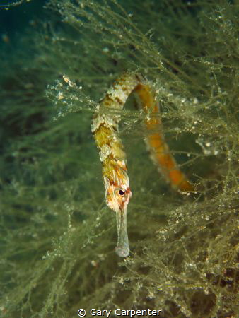 
Greater Pipefish (Syngnathus acus) - Picture taken in B... by Gary Carpenter 