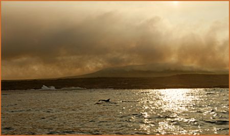 Dolphins moving along the South African coastline on the ... by Fiona Ayerst 