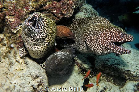 Meeting of the Eel-Brothers... by Andre Philip 