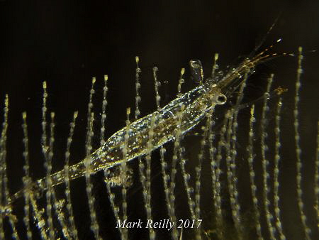 small shrimp by Mark Reilly 