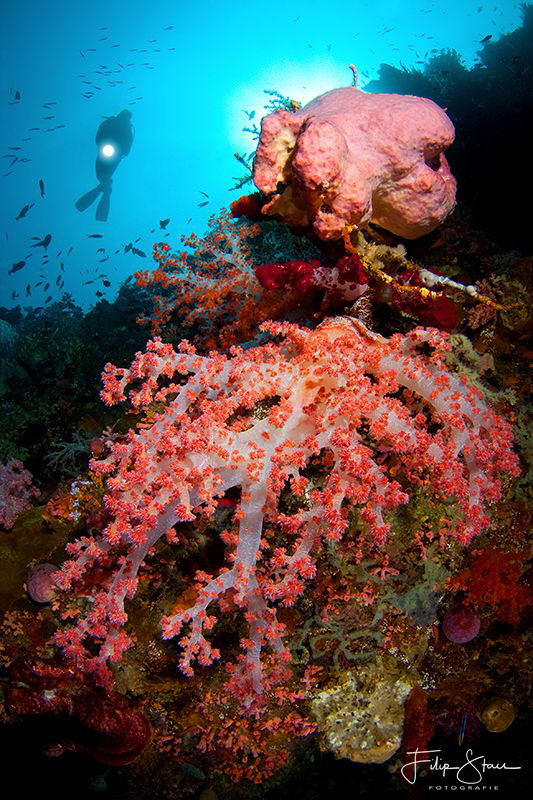 Pink coral, Banda sea, Indonesia. by Filip Staes 