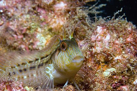 Seaweed Blenny? Taken on the wreck of the Gill off the No... by Michael Shope 