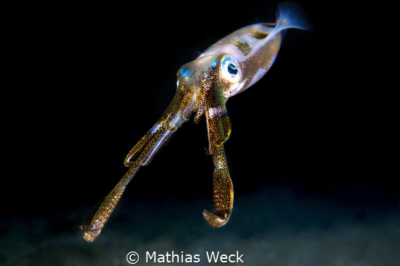 Squid by Mathias Weck 