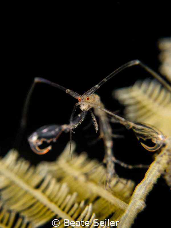 Skelleton shrimp by Beate Seiler 