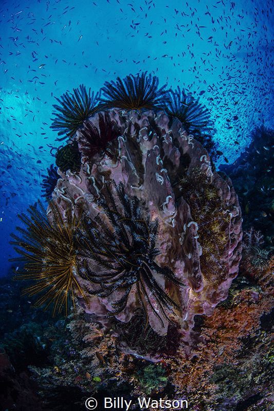 Witch Doctor —  Barney’s Reef, Fathers Reef, Papua New Gu... by Billy Watson 