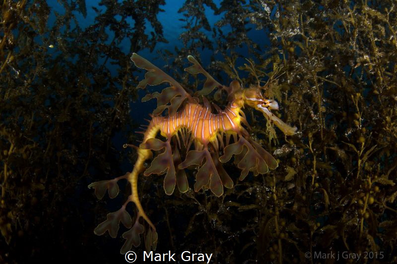 Leafy Sea Dragon by Mark Gray 