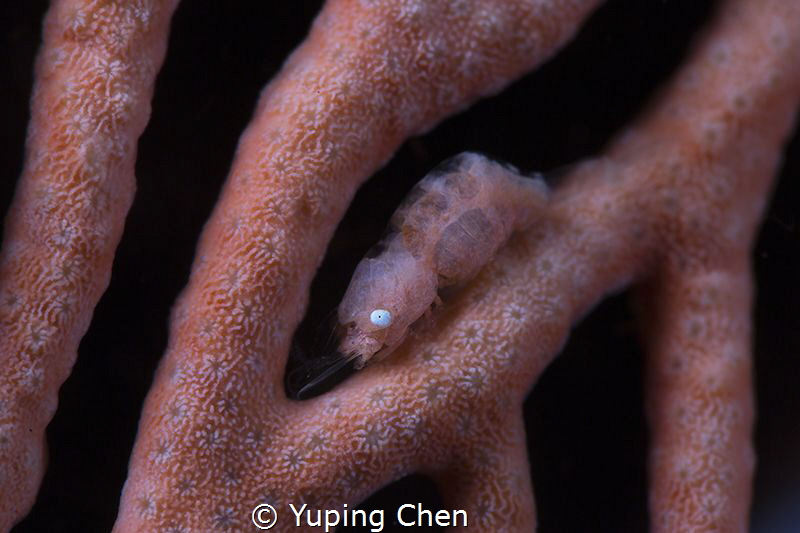 Commensal Shrimp/Raja Ampat, Indonesia/Canon 5D MarkIII, ... by Yuping Chen 
