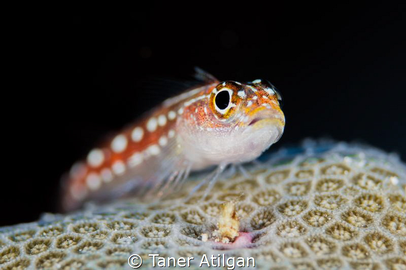 Coral Blenny by Taner Atilgan 