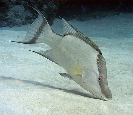 A huge Hogfish feeding in the sand. Nikon D200 with 60mm ... by Jim Chambers 