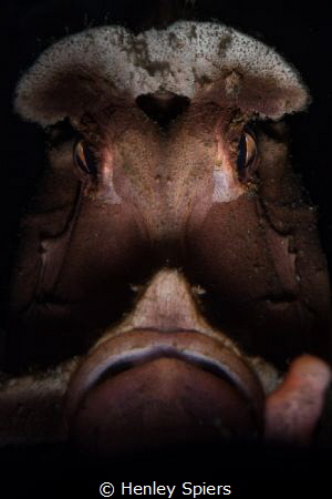 Grumpy Rhinophia by Henley Spiers 