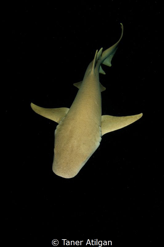 Nurse shark - night snorkelling by Taner Atilgan 