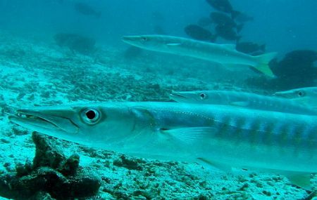 How the site 'Sleeping Barracuda' got its name. There wer... by Dawn Watson 