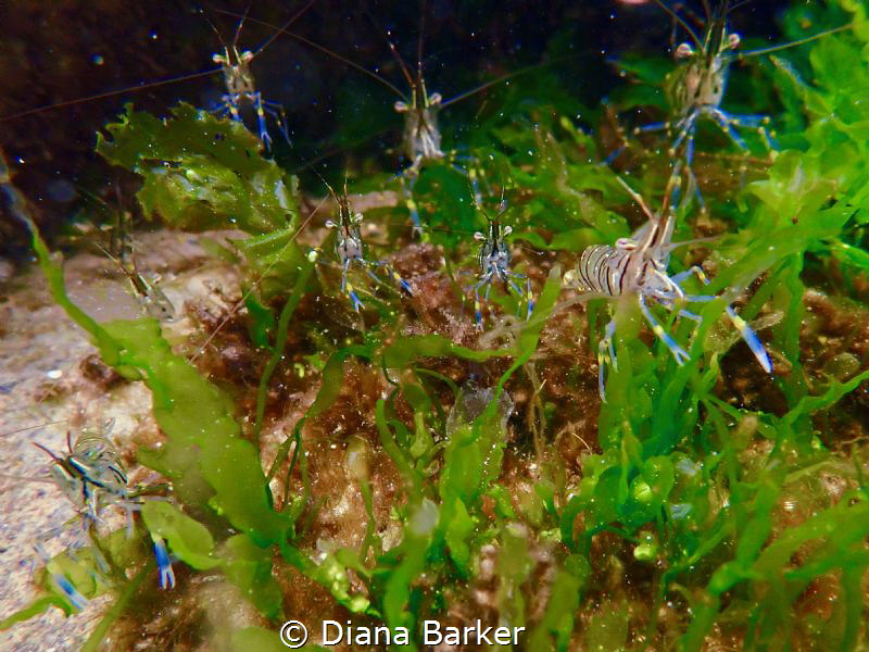 Happy clutch of shrimplets by Diana Barker 