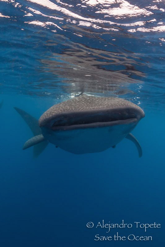 Whaleshark and reflex, Isla contoy Mexico by Alejandro Topete 