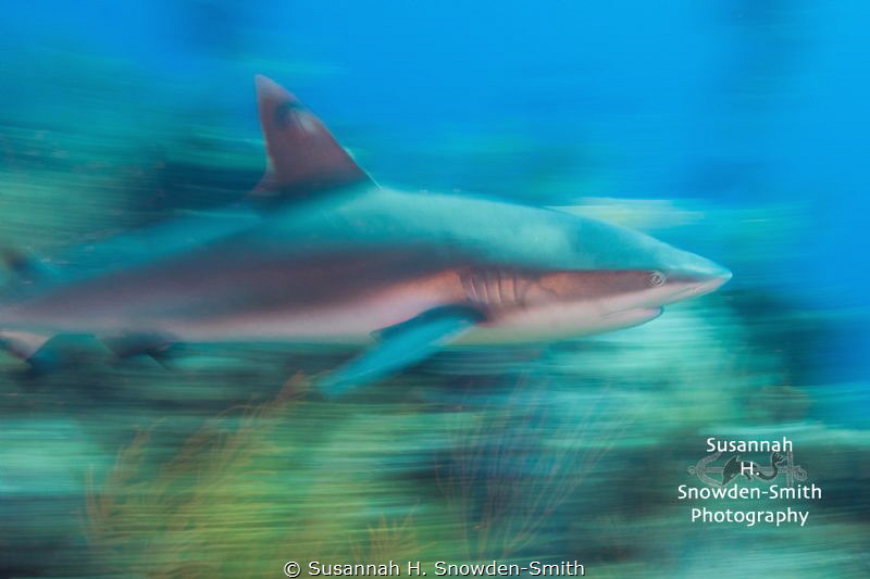 "A Shark In Motion Tends To Stay In Motion" - Panning whi... by Susannah H. Snowden-Smith 