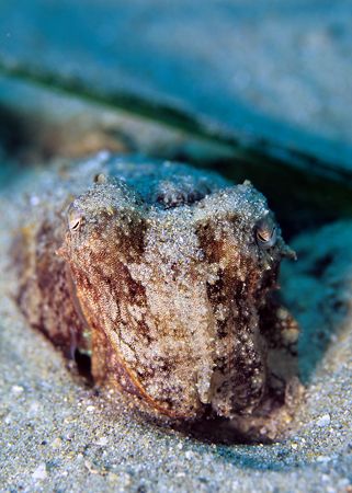 Tiny cuttlefish only in 2m just of the
beach, who needs ... by Derek Haslam 