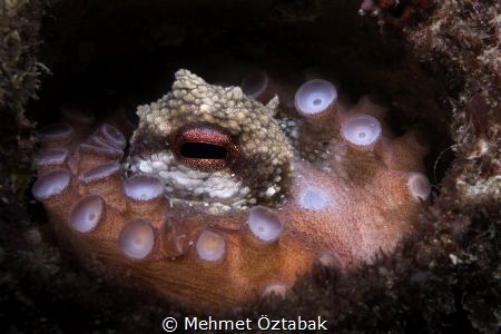 Little Octopus by Mehmet Öztabak 
