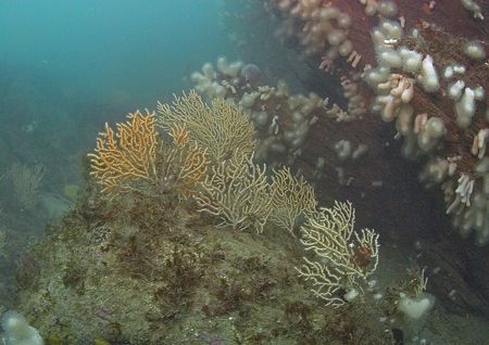 Pink sea fans on Udder Rock, Cornwall.
D200, 16mm. by Mark Thomas 