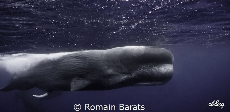 a big bull spermwhale shows his attributes during mating ... by Romain Barats 