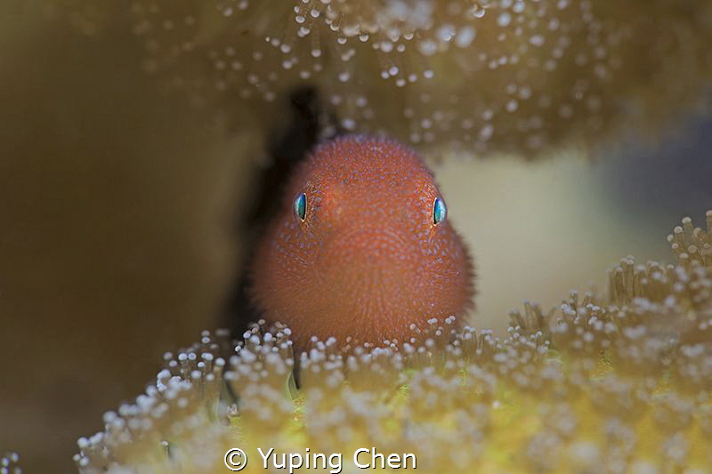 The Little Red/Hairy Goby/Lembeh strait,Indonesia, Canon ... by Yuping Chen 