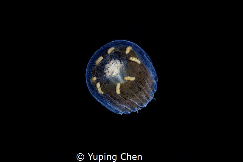 Jellyfish/Wakatobi,Indonesia, Canon 5D MarkIII, 100mm mac... by Yuping Chen 