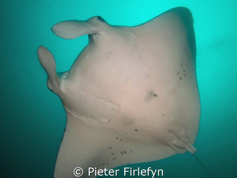 Manta ray by Pieter Firlefyn 