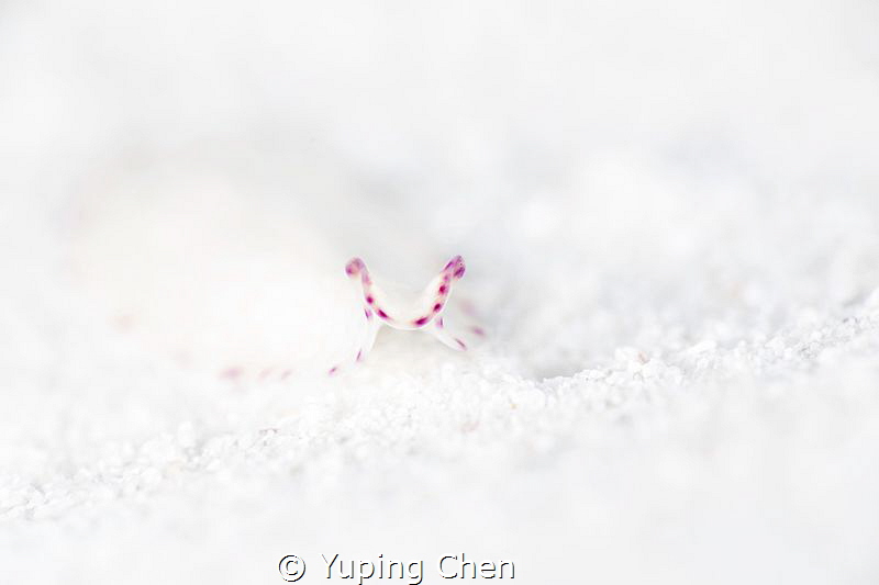 Little Pink.
Flatworm./AKA Island, Okinawa,Japan/Canon 5... by Yuping Chen 