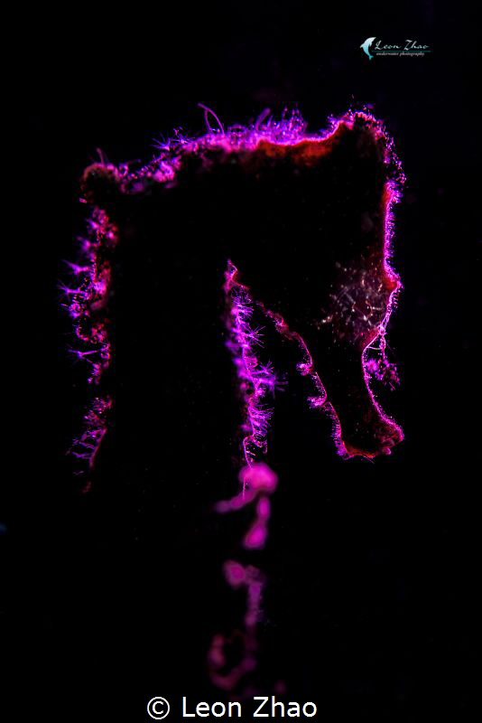 pink back light seahorse by Leon Zhao 