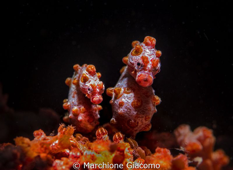 Pygmi sea horses . Nikon D800E , 105 macro .
Two strobo ... by Marchione Giacomo 
