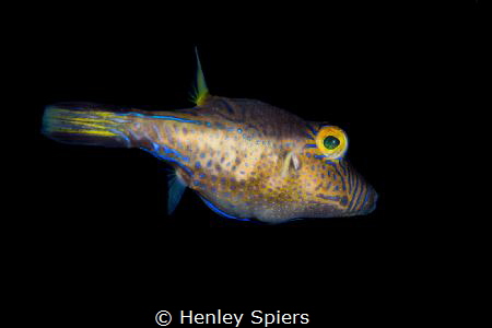 Sharpnose Puffer by Henley Spiers 